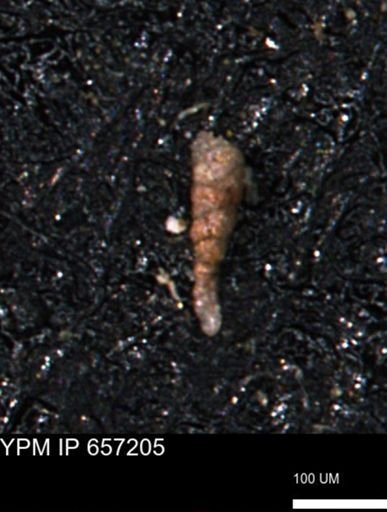Verneuilinoides kansasensis