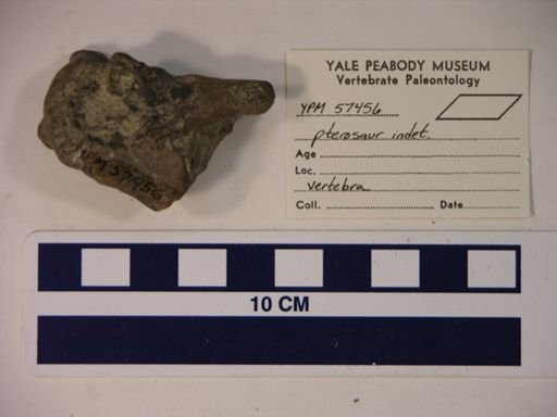 Pterodactylidae