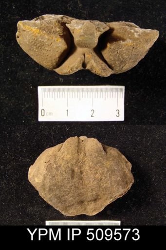 Spinocyrtia sp.