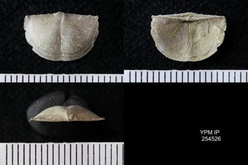 Chonetes sp.