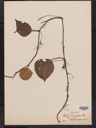 Peperomia