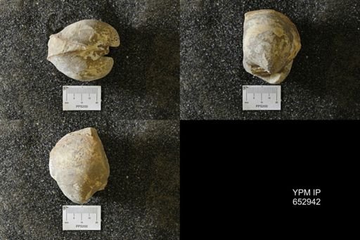 Cucullaea sp.