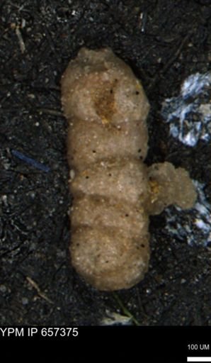 Ammobaculites euides