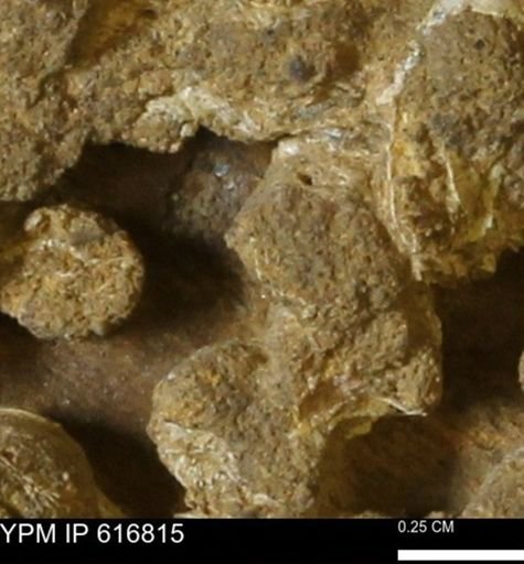 Teredo sp.