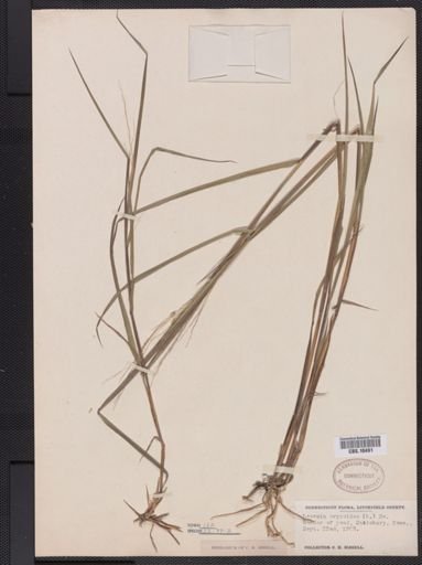 Leersia oryzoides
