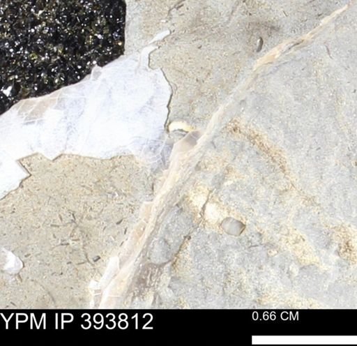 Hoploscaphites