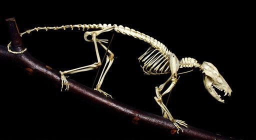Didelphis virginiana