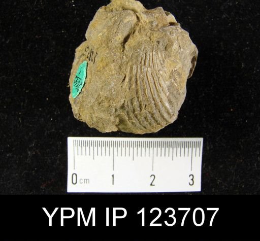 Anastrophia sp.