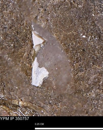 undet. Bivalvia