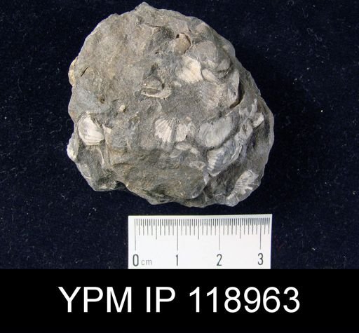 Anoplotheca hemispherica