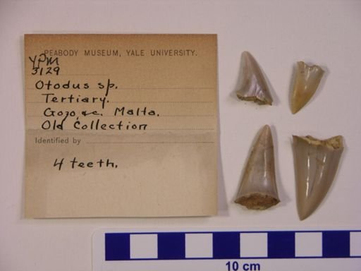 Otodus sp.