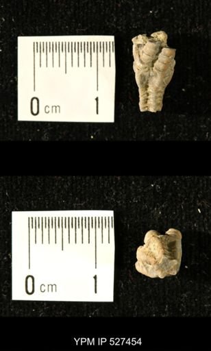Iocrinus subcrassus