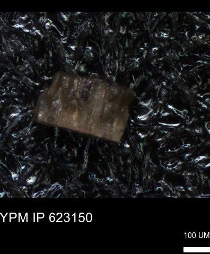 undet. Echinoidea