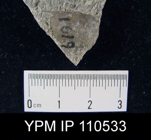 Brachyprion leda