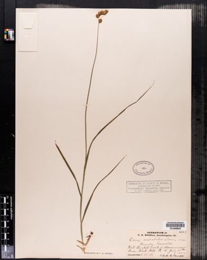 Carex normalis