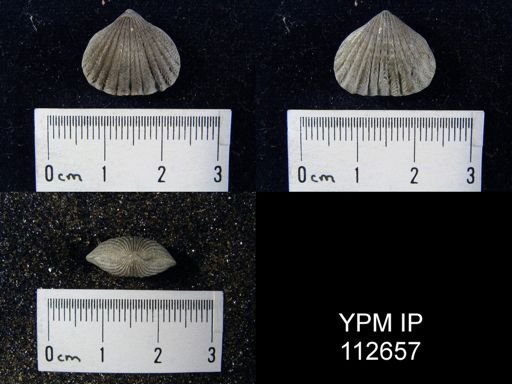 Rhynchotrema perlamellosum