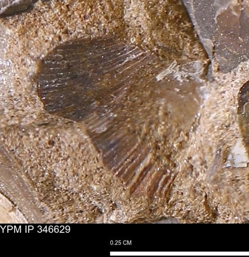 undet. Bivalvia