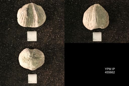 Platystrophia ponderosa