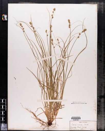 Carex rosea