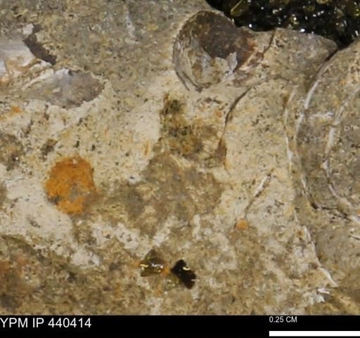 Protocardia subquadrata