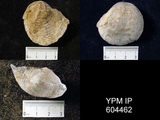 Echinoconchus sp.