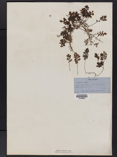 clade Leptosporangiatae