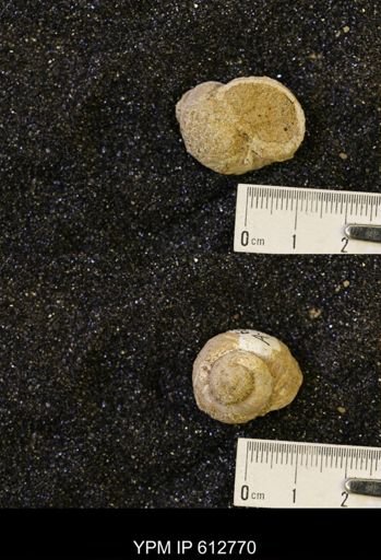 Vanikoropsis sp.