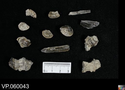 undet. Actinopterygii