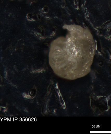 undet. Foraminiferida
