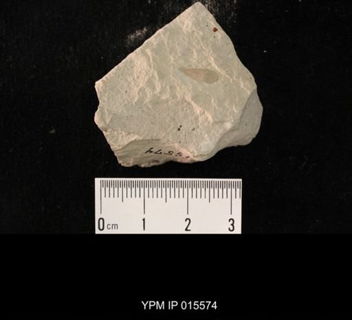 Lecopterum delicosum