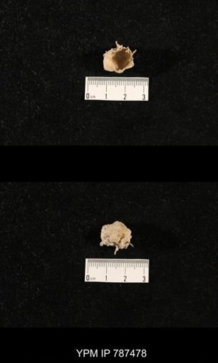 undet. Brachiopoda
