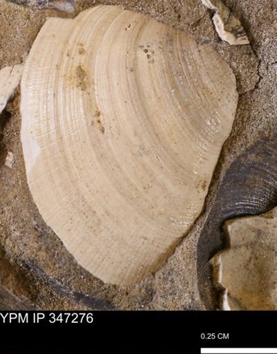 Limopsis striatopunctatus