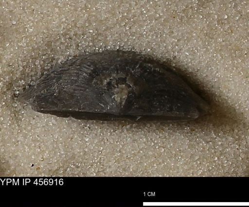 Stropheodonta sp.