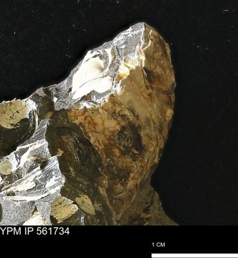 Hoploscaphites?