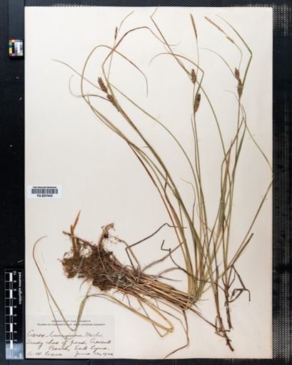 Carex lanuginosa