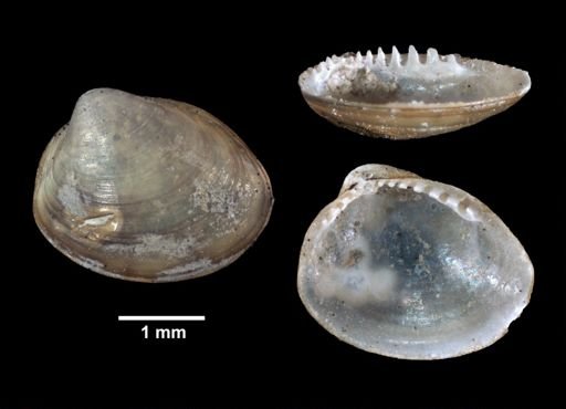 Nucula delphinodonta