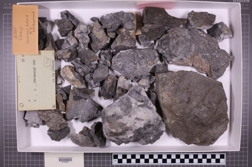 mixed taxa, stratigraphic collection