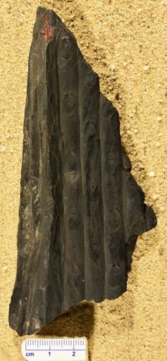 Sigillaria voltzii