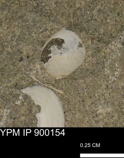 Oligoptycha?