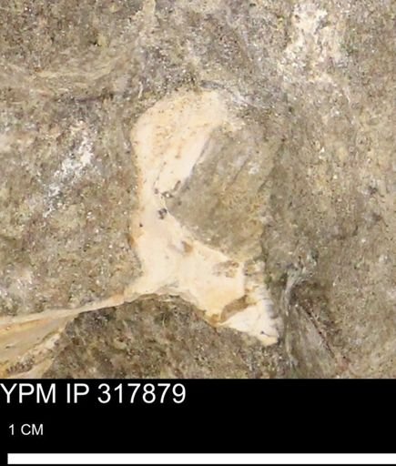undet. Mollusca