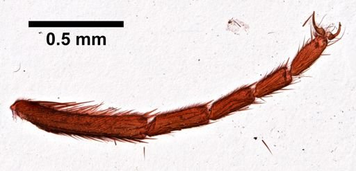 Musca domestica