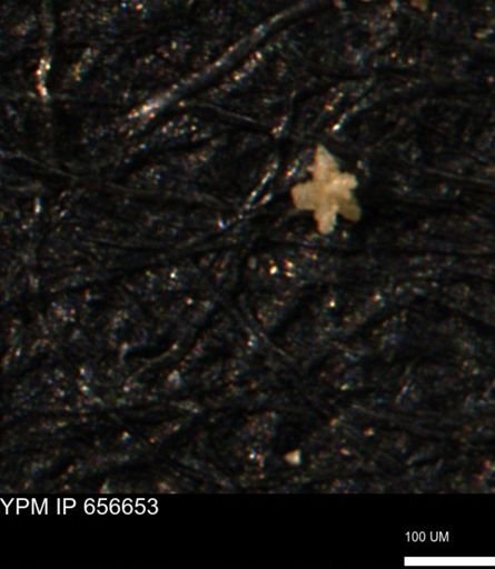 undet. Porifera