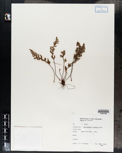 Cheilanthes