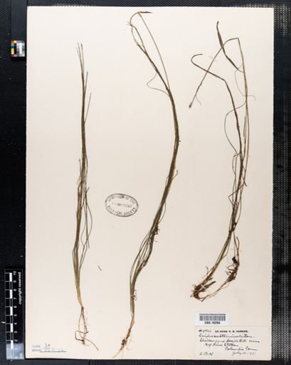 Scirpus subterminalis
