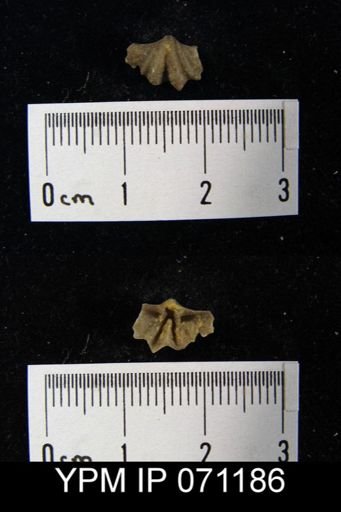 Delthyris saffordi