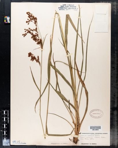 Scirpus lineatus