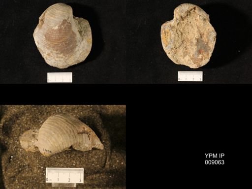 Echinoconchus semipunctatus