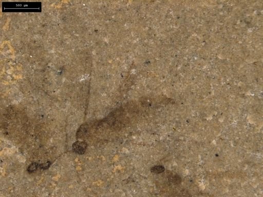 Mecoptera?