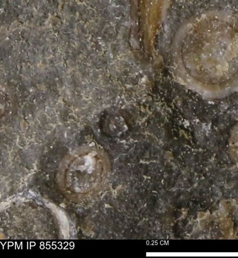 undet. Mollusca