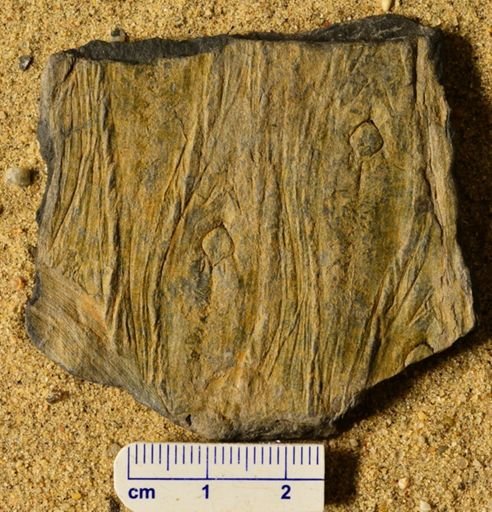 Lepidodendron sp.